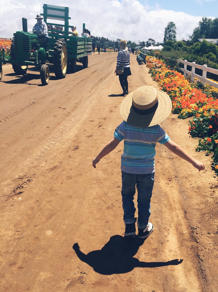 Travel, Flower Field, CA, Mothers Day, Love, Flowers, Pretty, via: HallieDaily