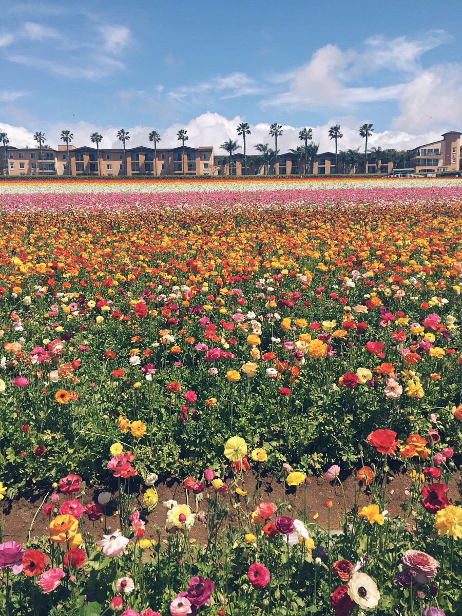 Travel, Flower Field, CA, Mothers Day, Love, Flowers, Pretty, via: HallieDaily