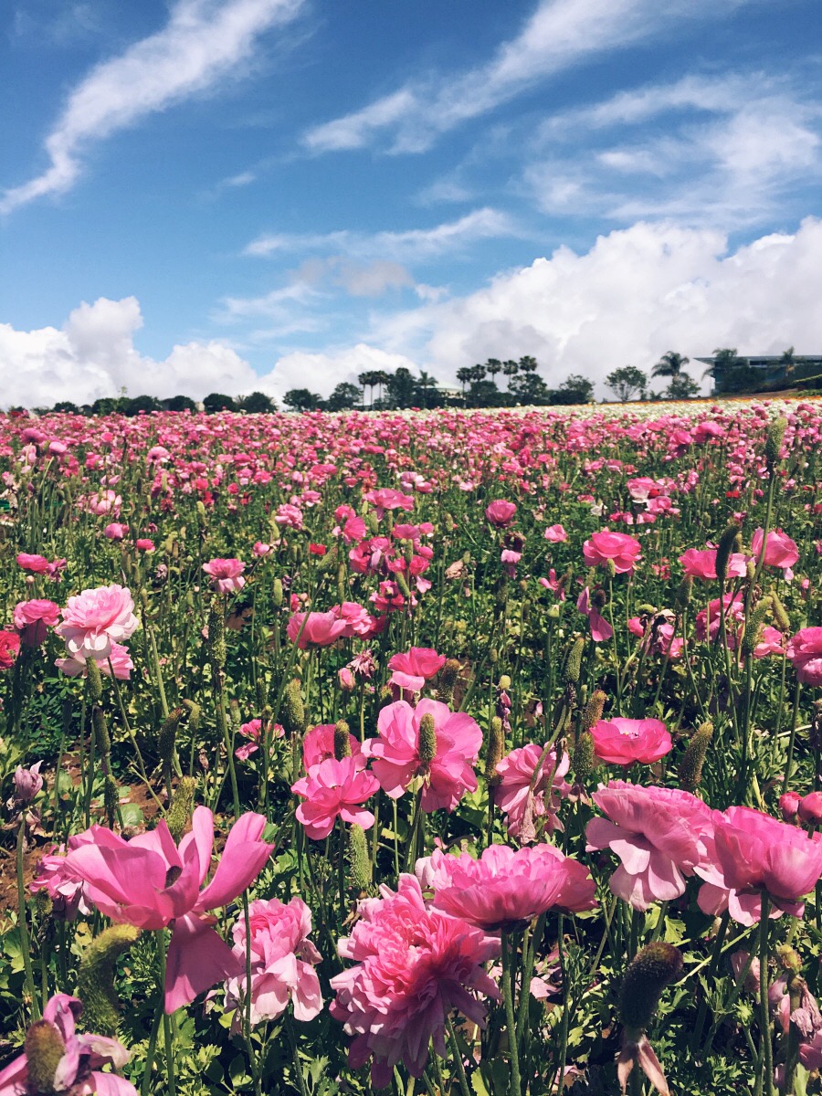 Travel, Flower Field, CA, Mothers Day, Love, Flowers, Pretty, via: HallieDaily