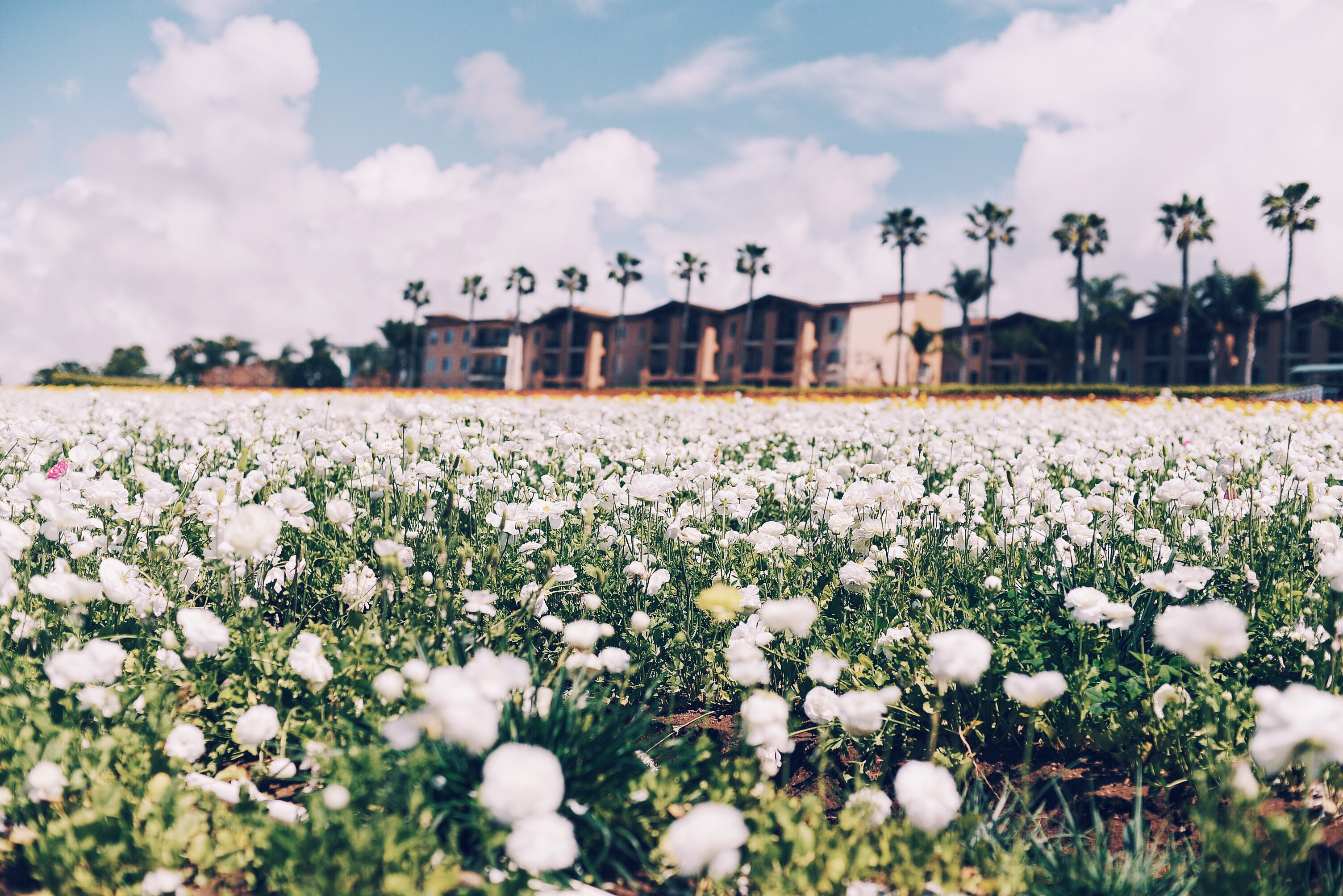 Travel, Flower Field, CA, Mothers Day, Love, Flowers, Pretty, via: HallieDaily