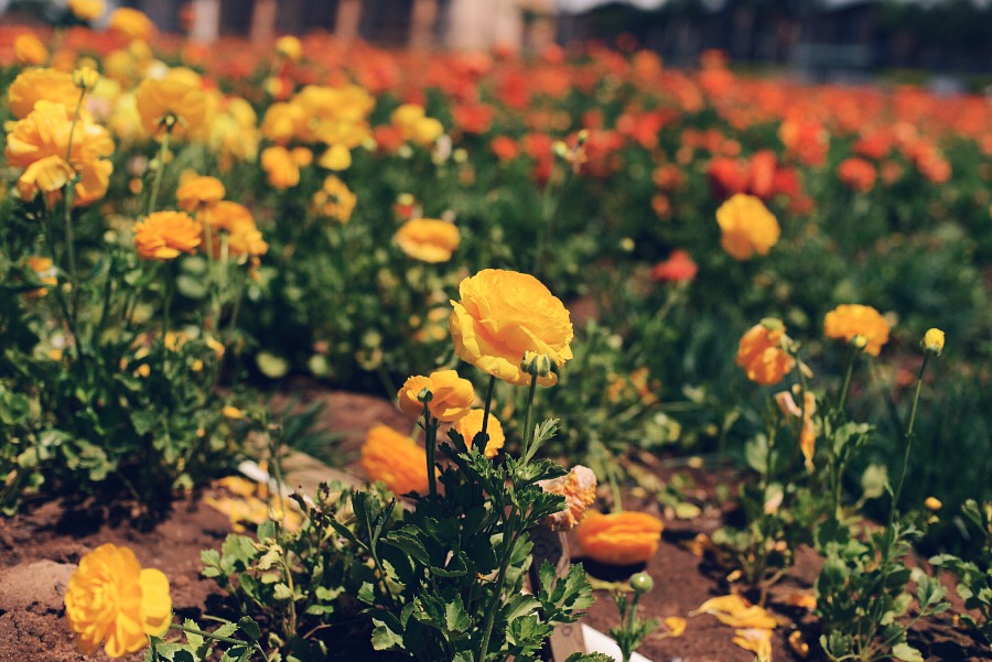 Travel, Flower Field, CA, Mothers Day, Love, Flowers, Pretty, via: HallieDaily