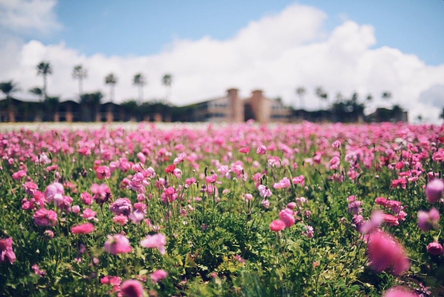 Travel, Flower Field, CA, Mothers Day, Love, Flowers, Pretty, via: HallieDaily