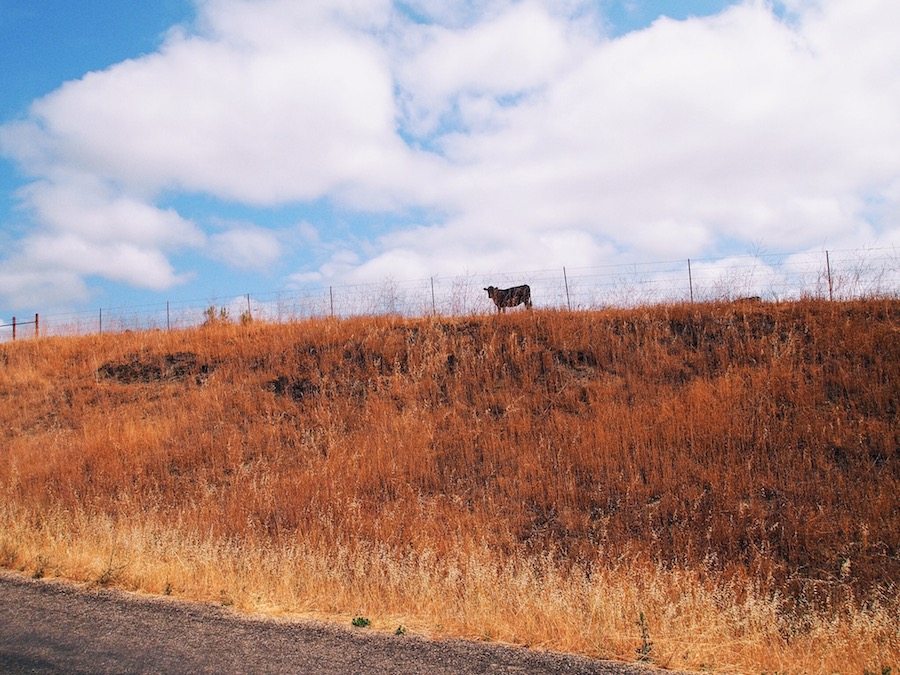 Family Travel: California, Alisal Ranch, Resort, via: HallieDaily