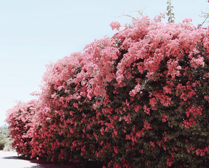 In Pink: Floral Midi Dress, Summer Light Weight Blazer, Chanel Pink Classic, Stella Mccartney Platform Sandals, Linda Farrow X 3.1 Phillip Lim Sunglasses, via: HallieDaily